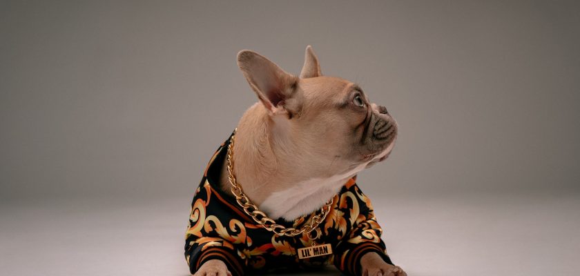 brown dog wearing black and yellow leopard print coat