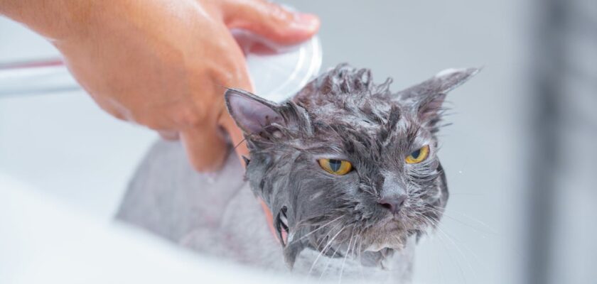close-up-shot-of-a-person-bathing-a-gray-cat